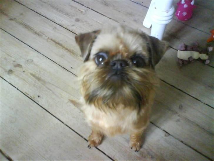 Griffon bruxellois Dixie billede 1