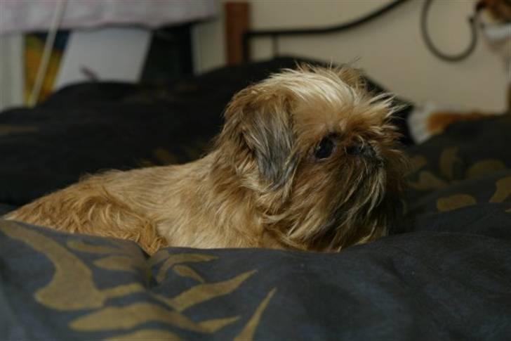 Griffon bruxellois Dixie billede 2