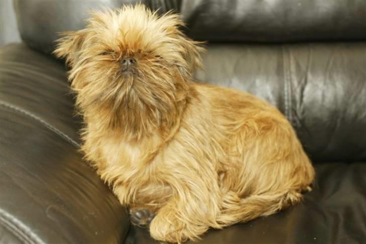 Griffon bruxellois Dixie billede 3