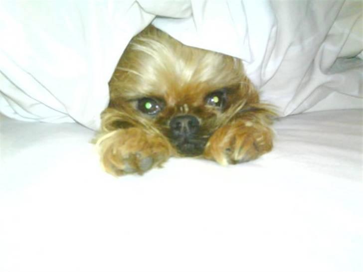 Griffon bruxellois Dixie billede 4