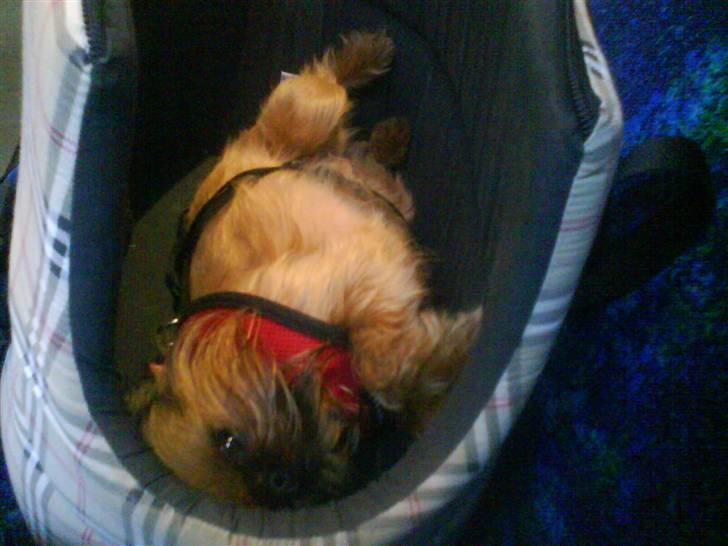 Griffon bruxellois Dixie billede 5