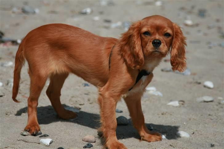 Cavalier king charles spaniel Baja billede 4