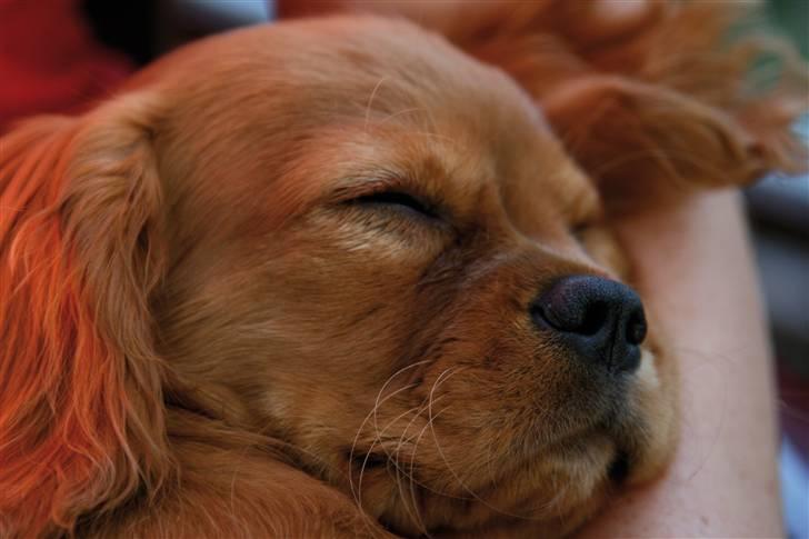 Cavalier king charles spaniel Baja billede 5