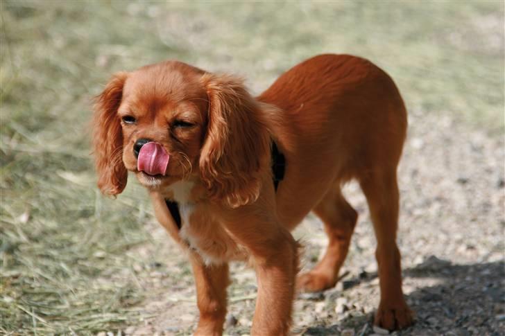 Cavalier king charles spaniel Baja billede 6
