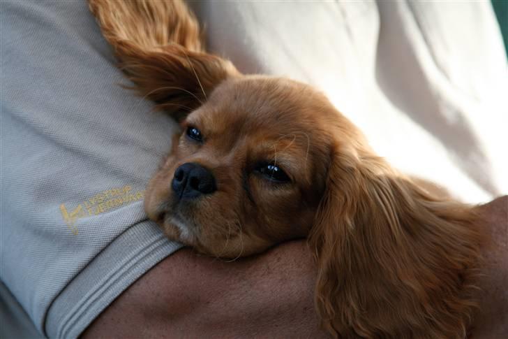 Cavalier king charles spaniel Baja billede 7