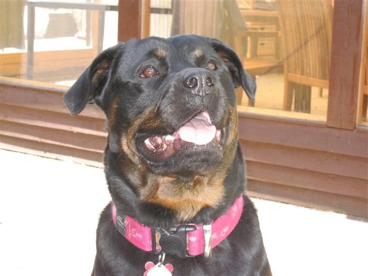 Rottweiler Sv-Vagt's Cheena (Alou) - jeg er da bare så fiin (: billede 10