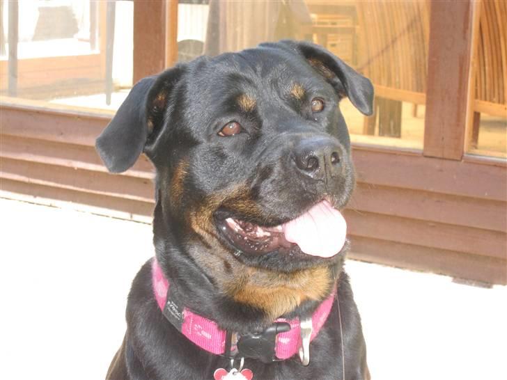 Rottweiler Sv-Vagt's Cheena (Alou) billede 11