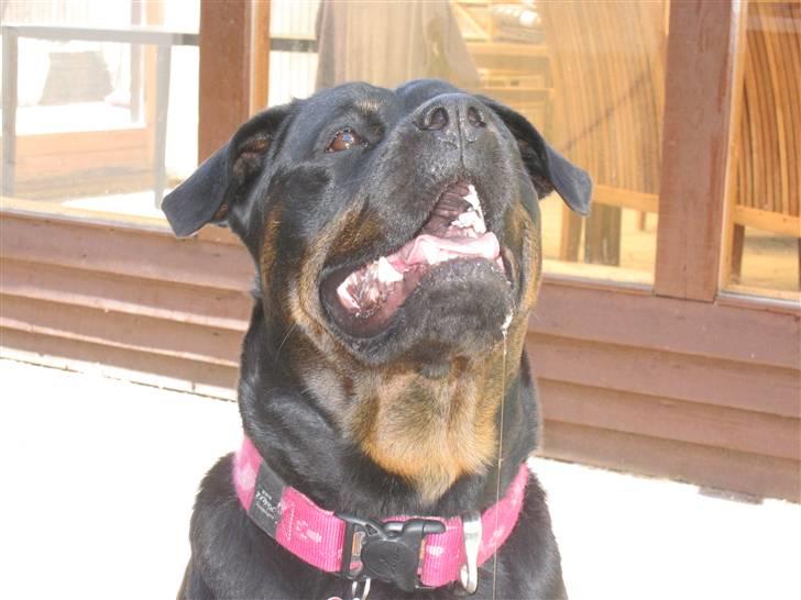 Rottweiler Sv-Vagt's Cheena (Alou) billede 12