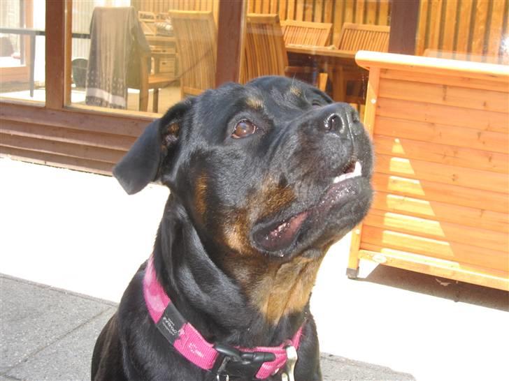 Rottweiler Sv-Vagt's Cheena (Alou) billede 13