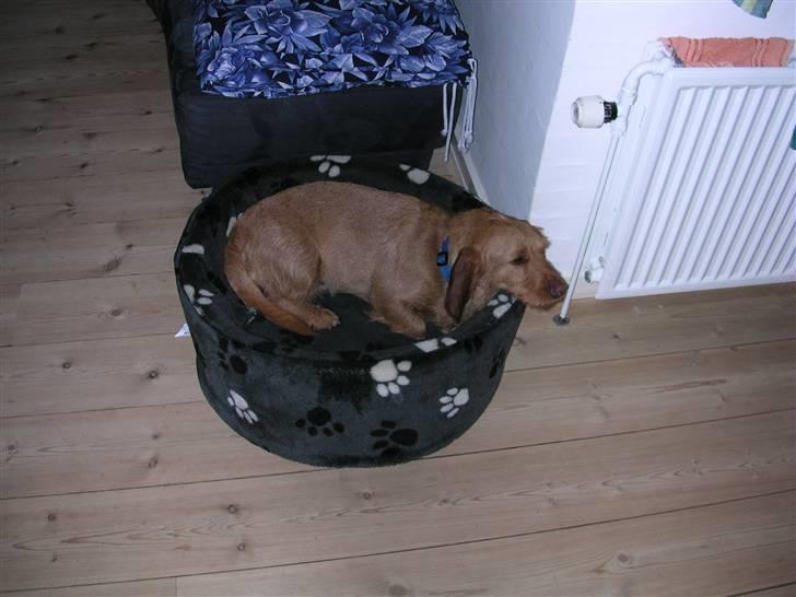 Basset fauve de bretagne Chapper  - en praktisk kurv hvor man kan hvile sit hoved billede 1