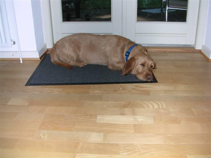 Basset fauve de bretagne Chapper  - en lille lur kan man altid bruge billede 2