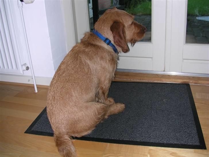 Basset fauve de bretagne Chapper  - Man ved aldrig hvad man kan se udenfor. billede 3