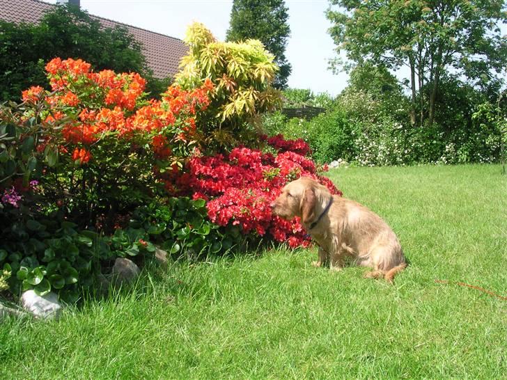 Basset fauve de bretagne Chapper  - En tur i haven er altid godt og man ved aldrig hvad der gemmer sig i en rhododendron billede 4