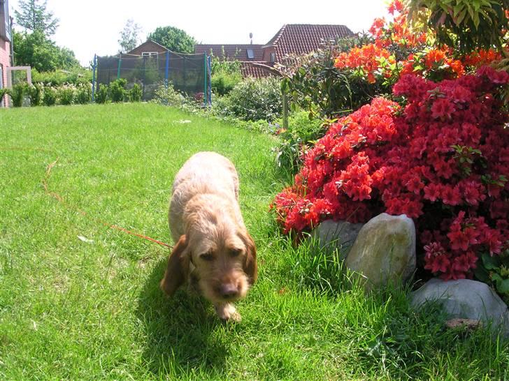 Basset fauve de bretagne Chapper  - Man behøver ikke altid at løbe at gå er også dejligt for en træt hund. billede 5