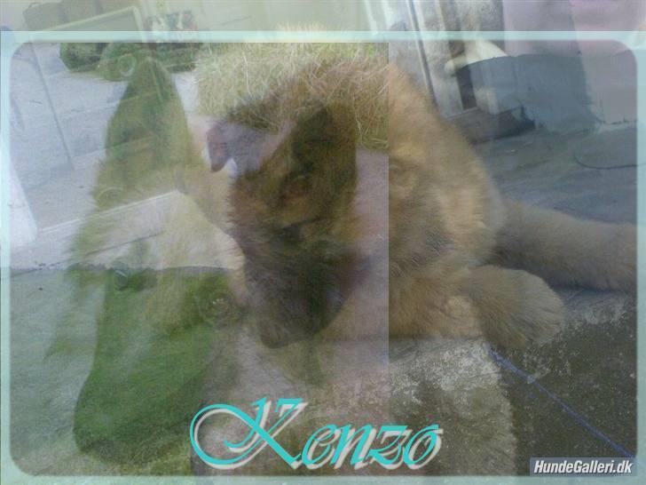 Belgisk hyrdehund Kenzo 2/1 2008 R.I.P  billede 20
