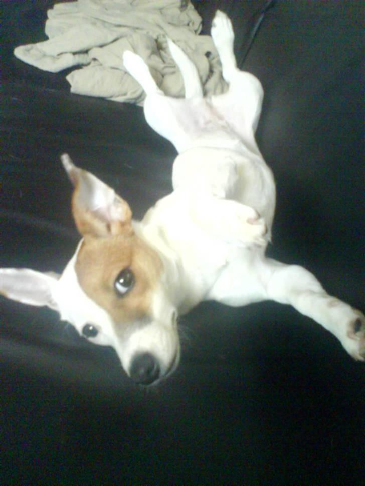 Jack russell terrier Thess - som man kan se,, er Thess meget tilpas i sofaen.. billede 13