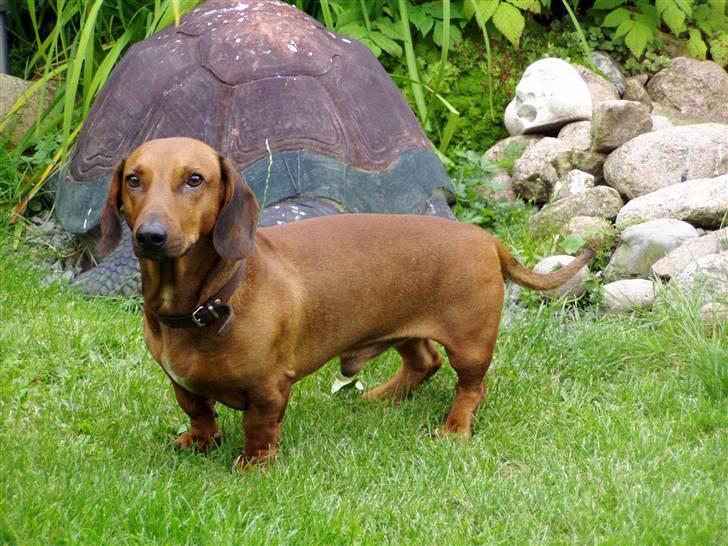 Gravhund Oscar R.I.P - Oscar billede 1