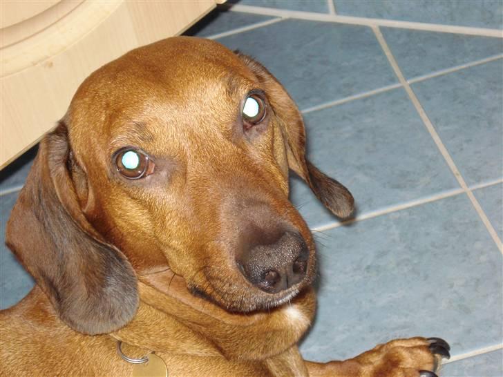 Gravhund Oscar R.I.P - Dejlig gulvvarme billede 2