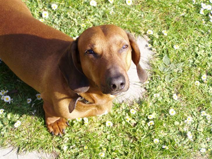 Gravhund Oscar R.I.P billede 3