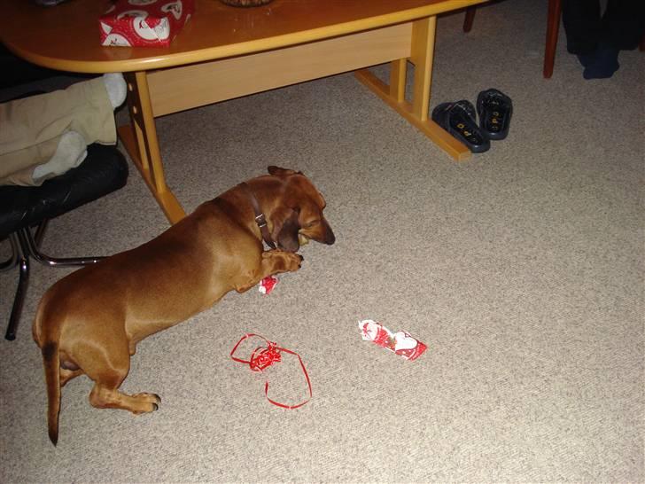 Gravhund Oscar R.I.P - Oscar´s Jul billede 4