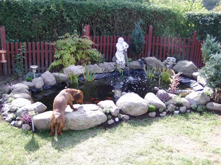 Gravhund Oscar R.I.P billede 5