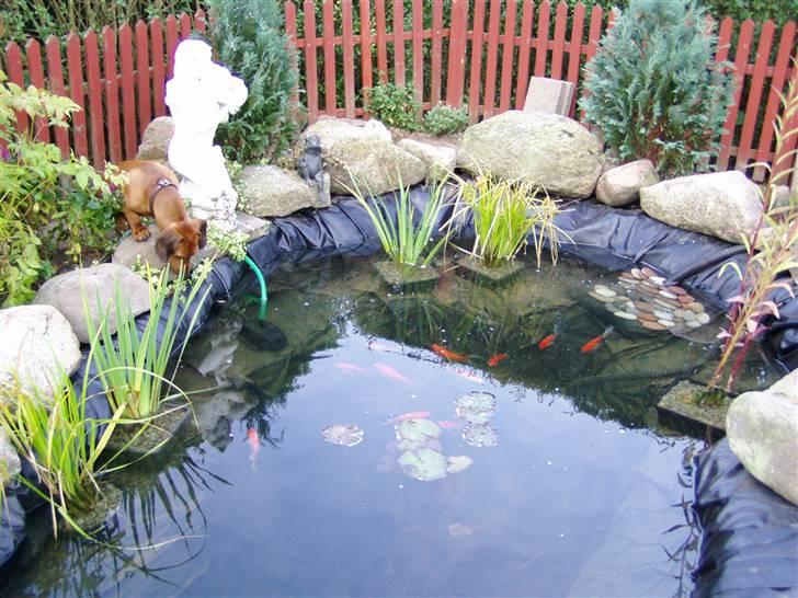 Gravhund Oscar R.I.P - Hello Fisk billede 6