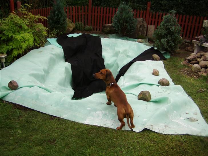 Gravhund Oscar R.I.P - Det er mit hul !!!! billede 7