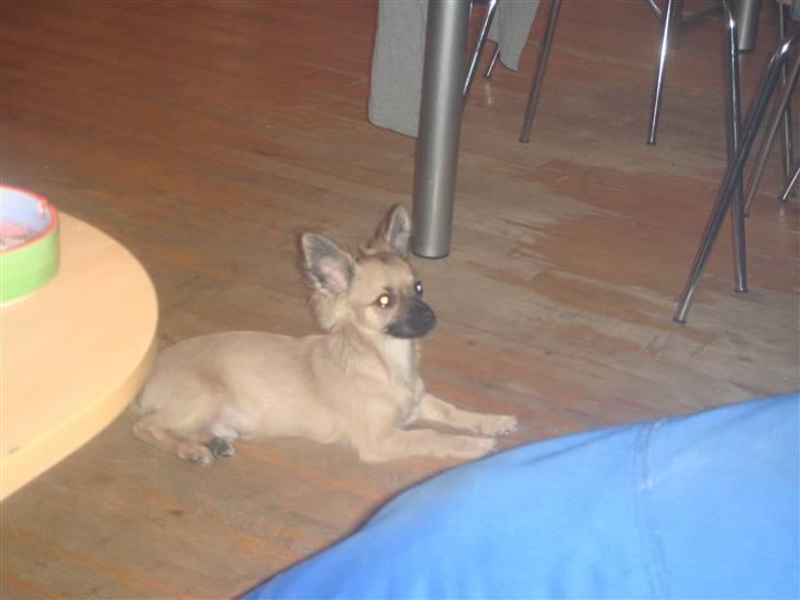 Chihuahua Dumle billede 1