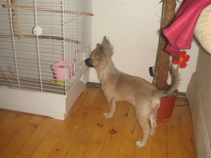 Chihuahua Dumle billede 2