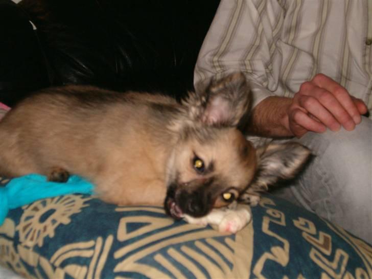 Chihuahua Dumle billede 3