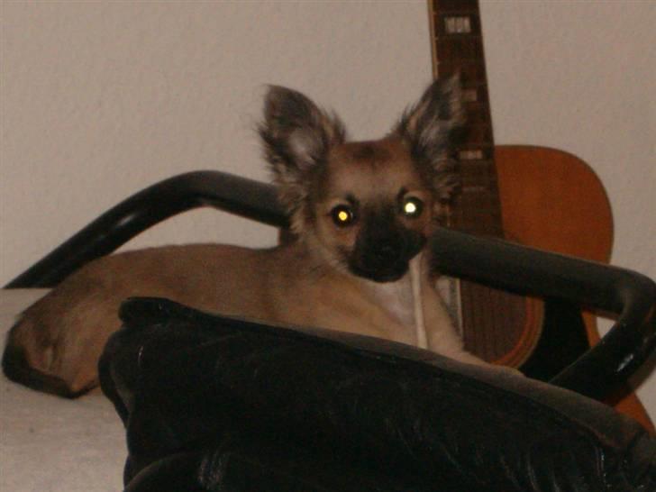 Chihuahua Dumle billede 4