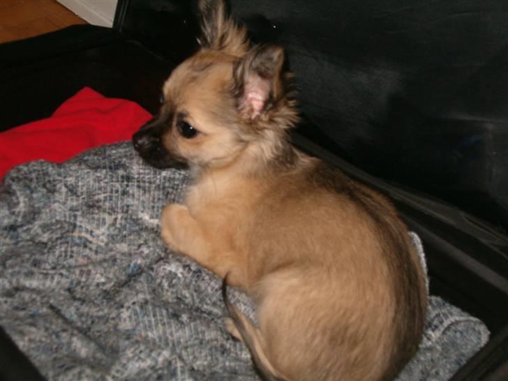 Chihuahua Dumle billede 5