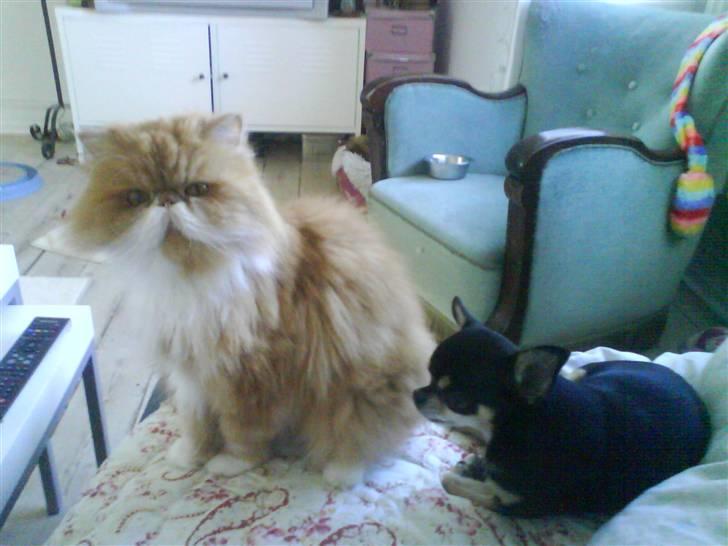 Chihuahua Loba billede 6