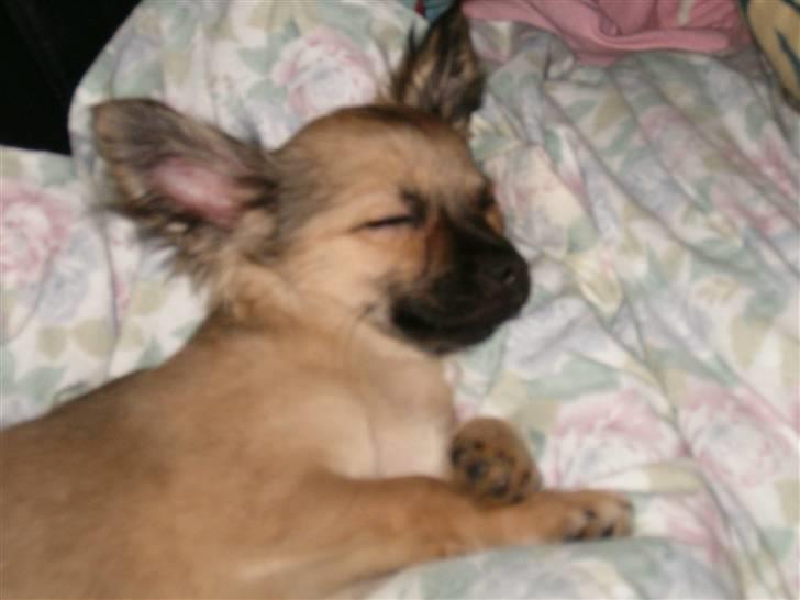 Chihuahua Dumle billede 6