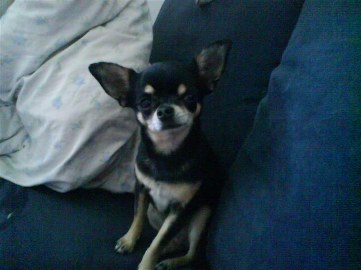 Chihuahua Loba billede 7