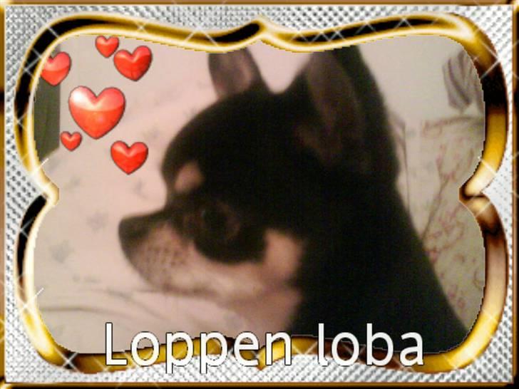 Chihuahua Loba billede 8