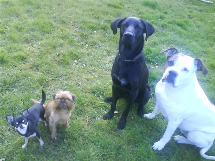 Chihuahua Loba billede 9