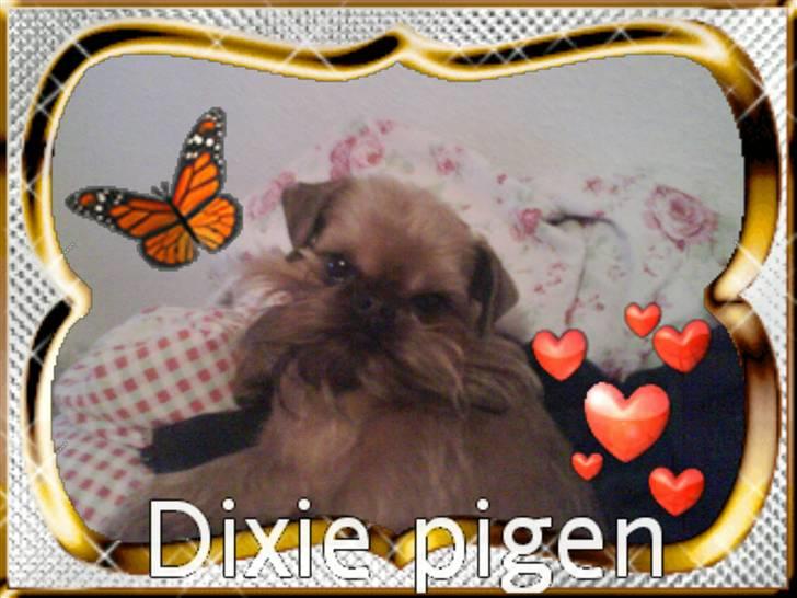 Griffon bruxellois Dixie billede 6