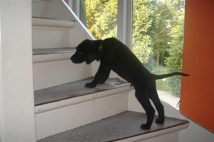 Labrador retriever Samson - Hvalp billede 2