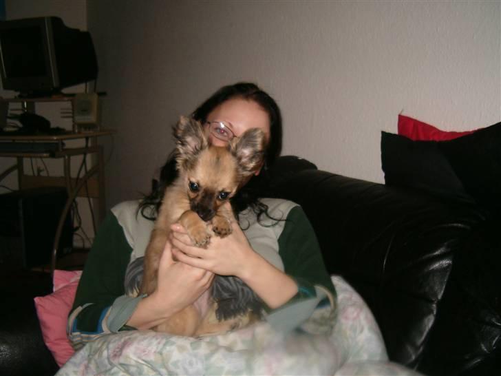 Chihuahua Dumle billede 7