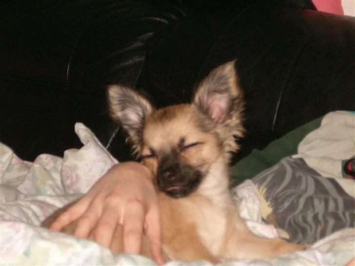 Chihuahua Dumle billede 8