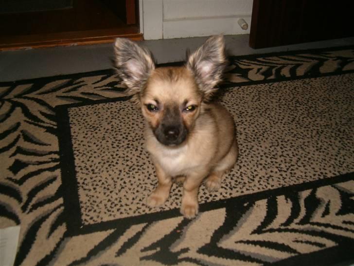 Chihuahua Dumle billede 9