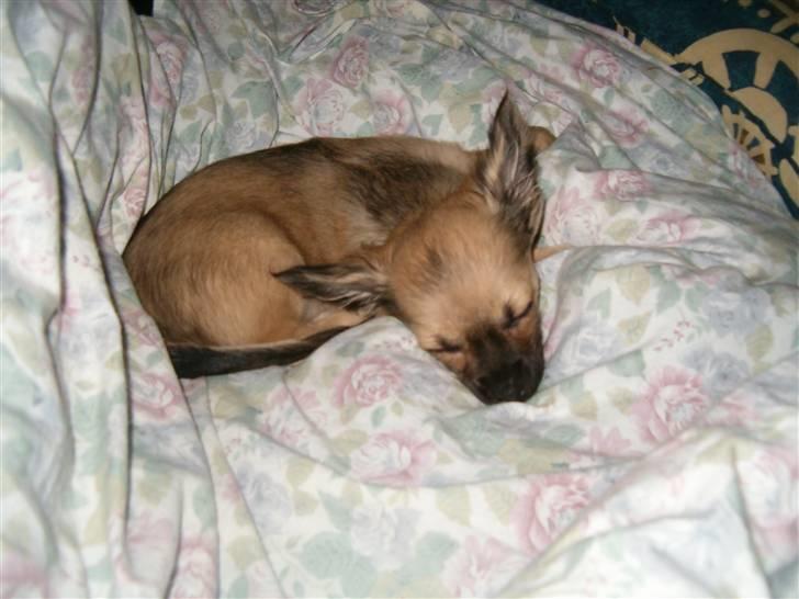 Chihuahua Dumle billede 10