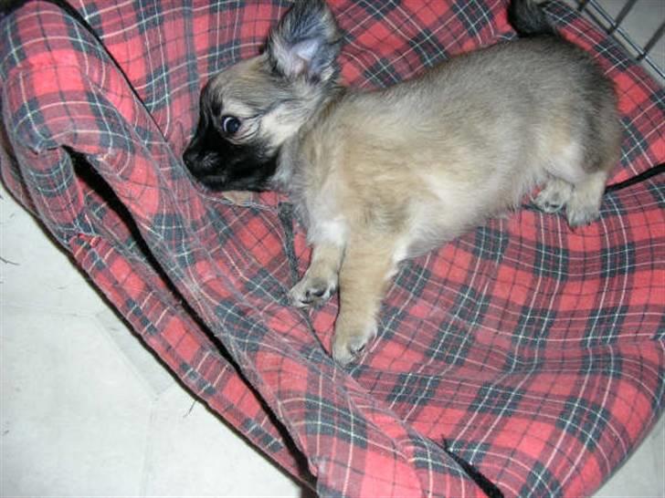 Chihuahua Dumle billede 11