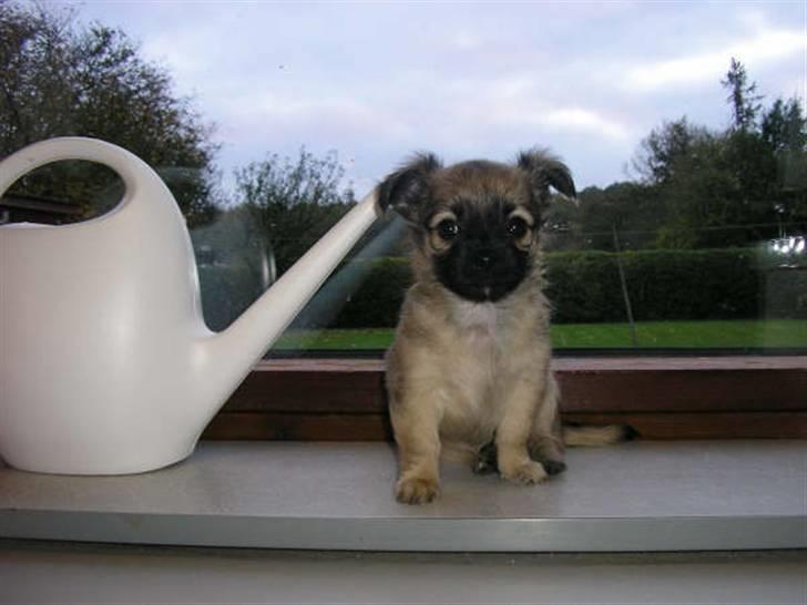 Chihuahua Dumle billede 12