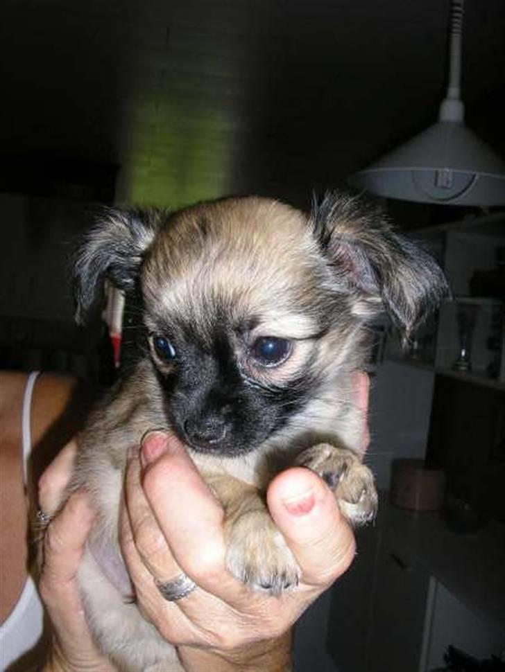 Chihuahua Dumle billede 13