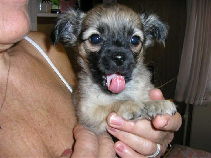 Chihuahua Dumle billede 14