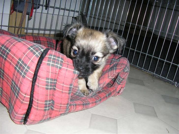 Chihuahua Dumle billede 15