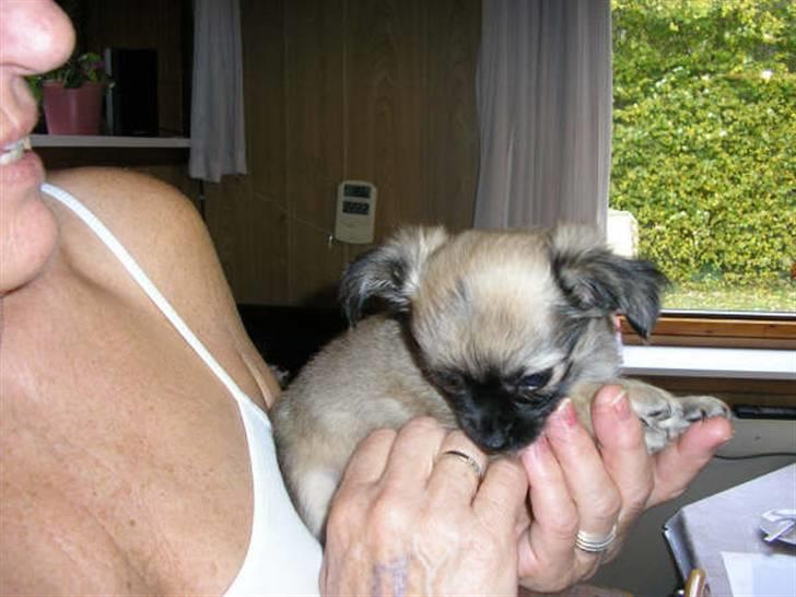 Chihuahua Dumle billede 16