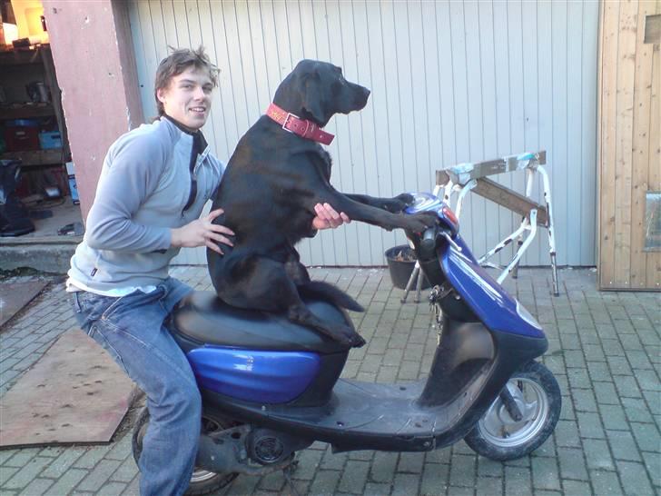 Labrador retriever Samson - Hey, Han nakker min vens jog :D billede 6